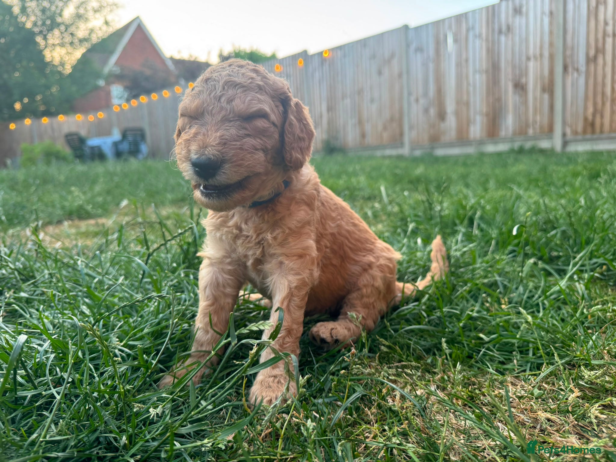 Goldendoodle dogs for sale: Stunning Goldendoodle Puppies in Herne Bay - Advert 25