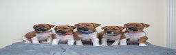 Plummer Terrier dogs for sale: Lovely Plummer Pupps - Advert 1