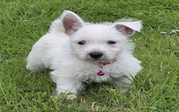 West Highland Terrier dogs for sale: White West Highland Terrier Puppy - Image 1
