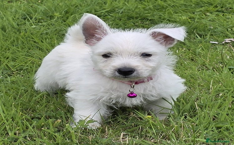 West Highland Terrier dogs - Advert 4