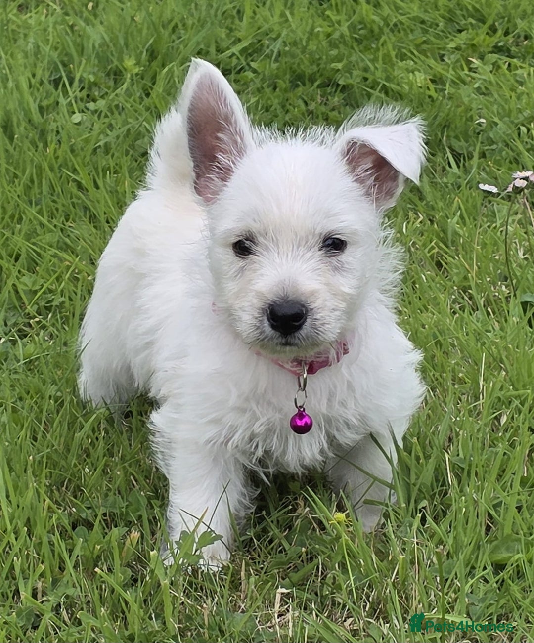 West Highland Terrier dogs for sale: White West Highland Terrier Puppy - Image 1