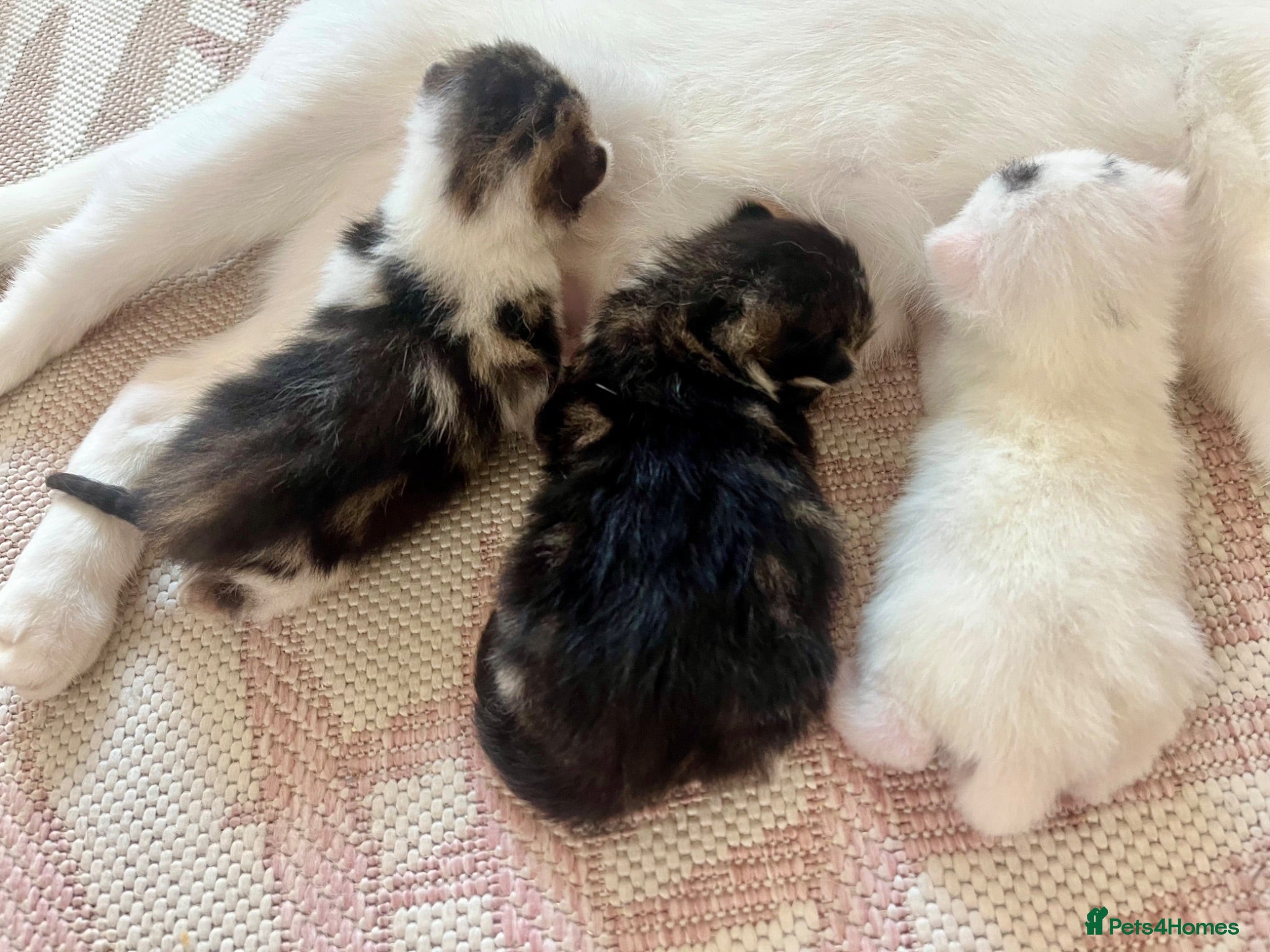 Siberian cats Three gorgeous kittens!  - Advert 13