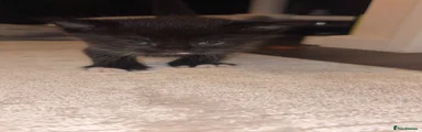 British Shorthair 3