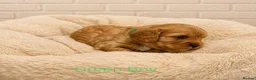 Cavapoo dogs for sale: Health tested F1 Cavapoo puppies 🐶🥰 - Advert 28