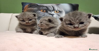 British Shorthair cats - Advert 15