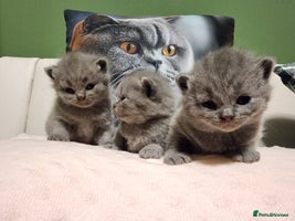 British Shorthair cats - Advert 15