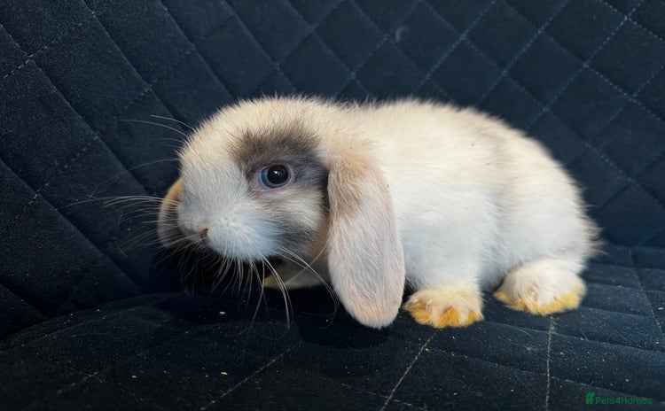 Mini Lop rabbits - Advert 14
