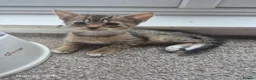 Mixed Breed cats for sale: Kittens ready for there forever homes now - Advert 3