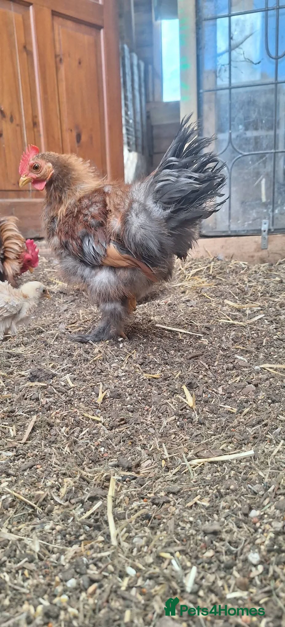 Chickens poultry for sale: Serama x frizzles Cockerells  - Advert 8