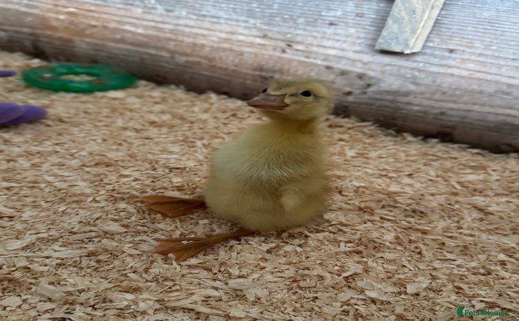 Ducks poultry in Wigan - Advert 3