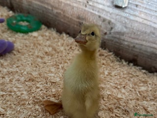 Ducks poultry in Wigan - Advert 40