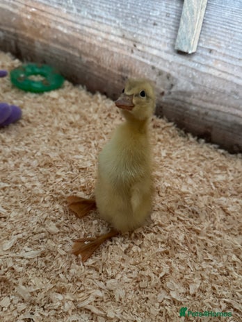 Ducks poultry in Wigan - Advert 8