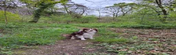 Border Collie dogs for sale: Red and white border collie  in Broughton-in-Furness - Advert 4