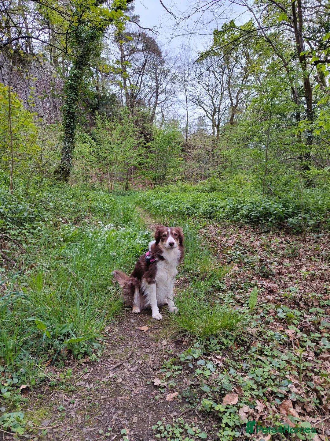 Border Collie dogs for sale: Red and white border collie  in Broughton-in-Furness - Advert 4