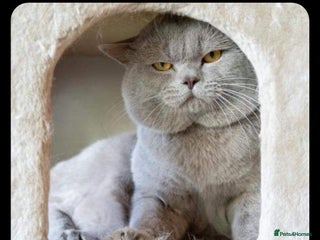British Shorthair cats in Bridgend - Advert 36
