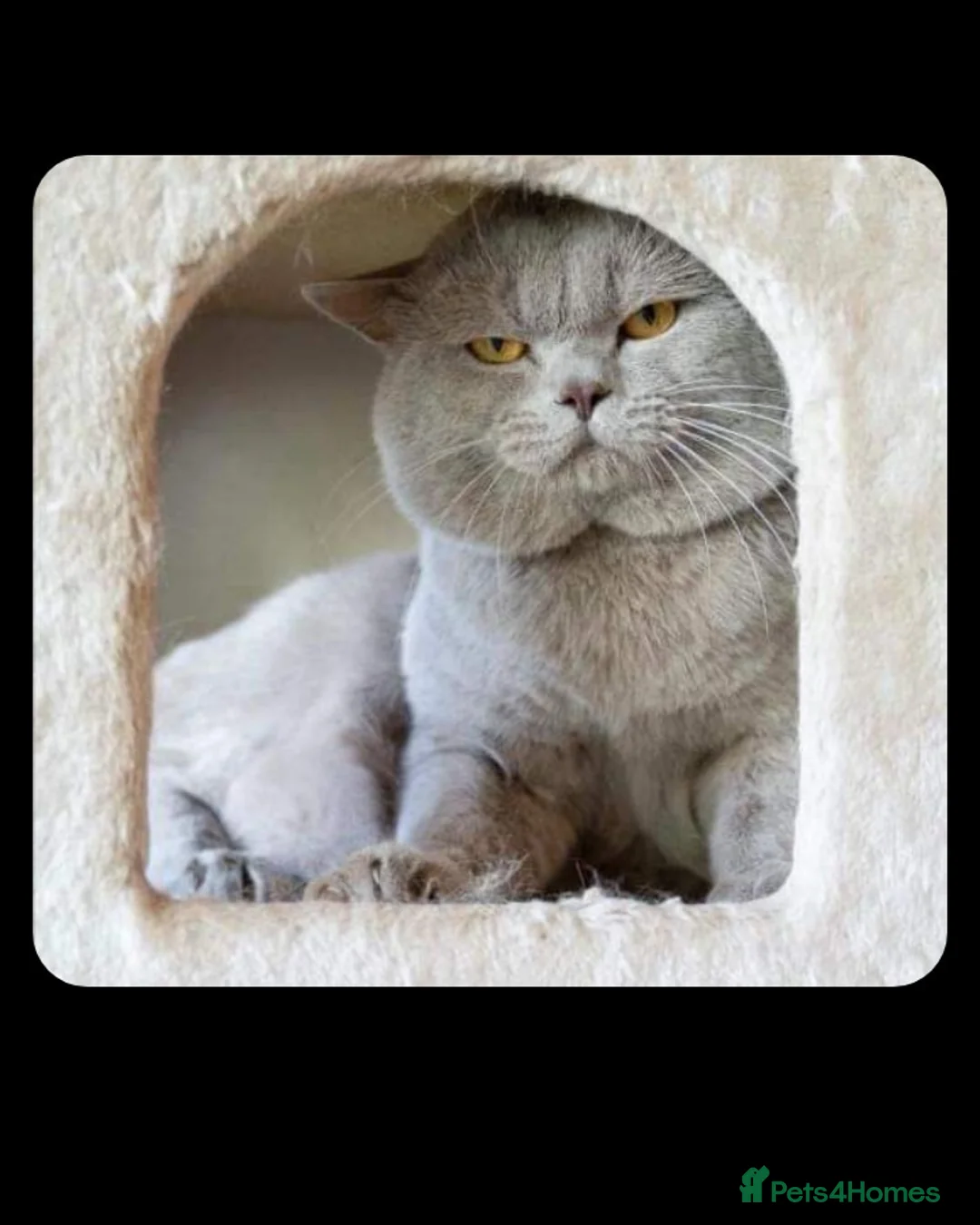 British Shorthair cats for stud: Lilac Boy Stud Blood Group B in Bridgend - Advert 1