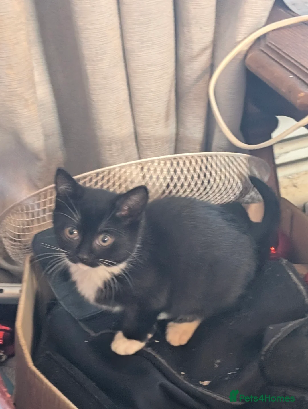 Mixed Breed cats for sale: Two tuxedo and two all black cats - Advert 3