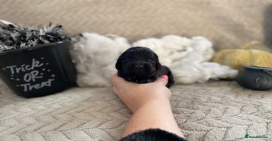 Cocker Spaniel dogs Working cocker spaniel puppies  - Advert 6