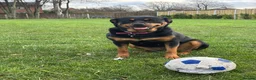 Rottweiler dogs for sale: Stunning Rottweiler Puppies  - Advert 26