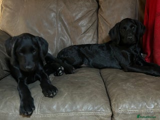 Labradoodle dogs - Advert 5