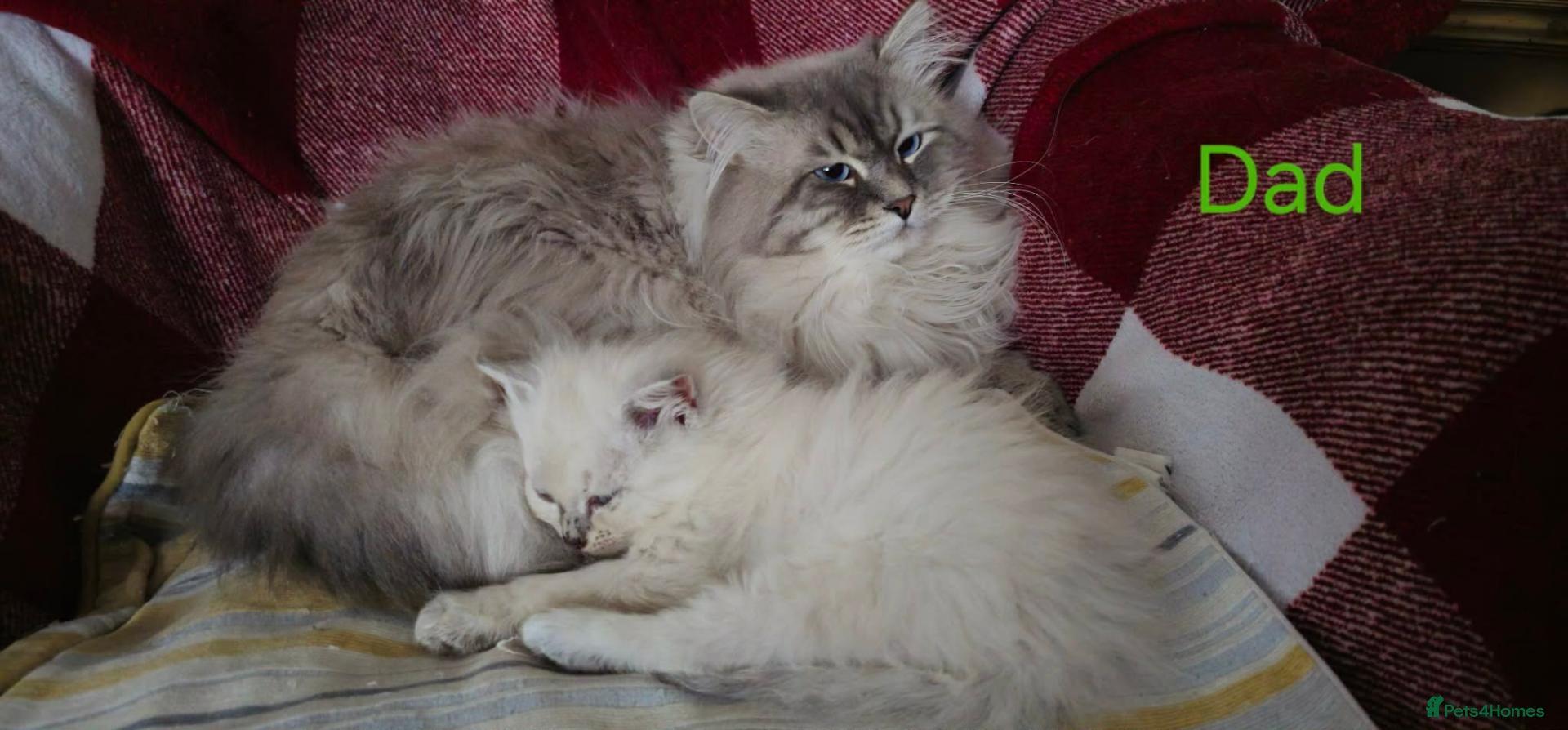 Siberian cats Siberian Kittens - Advert 2