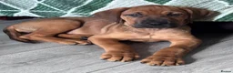 Mixed Breed dogs for sale: URGENT LAST 3 FEMALES LEFT!! Great Rottie Puppies - Advert 15