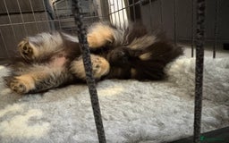 Pomeranian dogs for sale: Bear the tiny Pomeranian  - Image 7