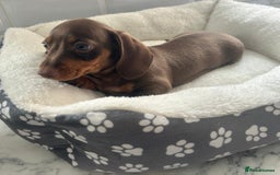 Miniature Dachshund dogs for sale: Miniature dachshund  - Image 15