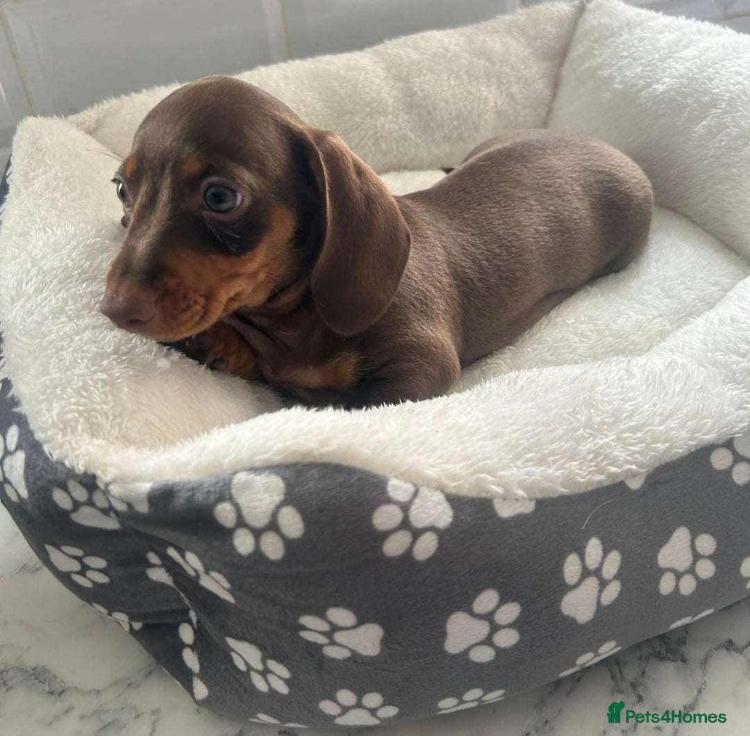 Miniature Dachshund dogs for sale: Miniature dachshund  - Image 15