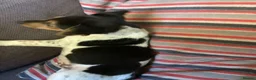 Jack Russell dogs for sale: Docked tail Jack Russel Puppies - Advert 3
