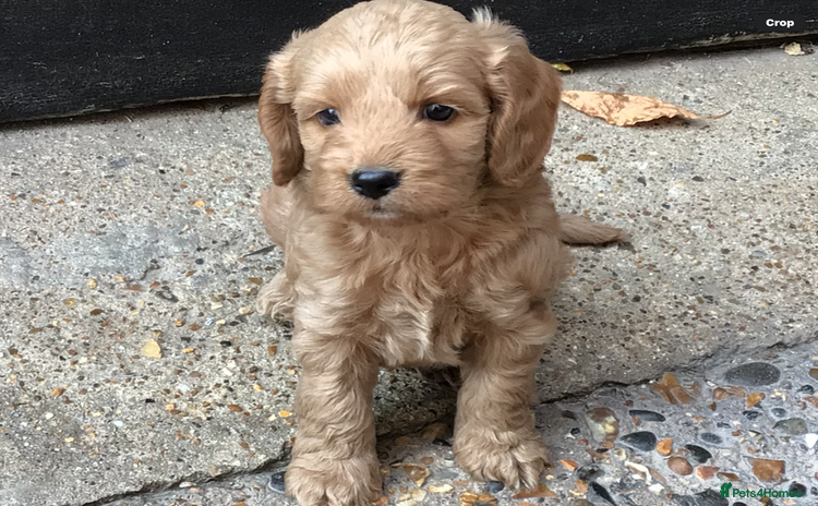 Cockapoo dogs - Advert 2