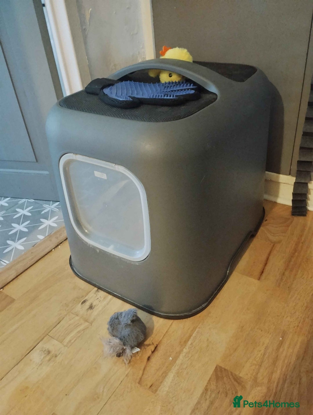Persian cats for sale: Black Persian mix 2 year old female cat - Image 8