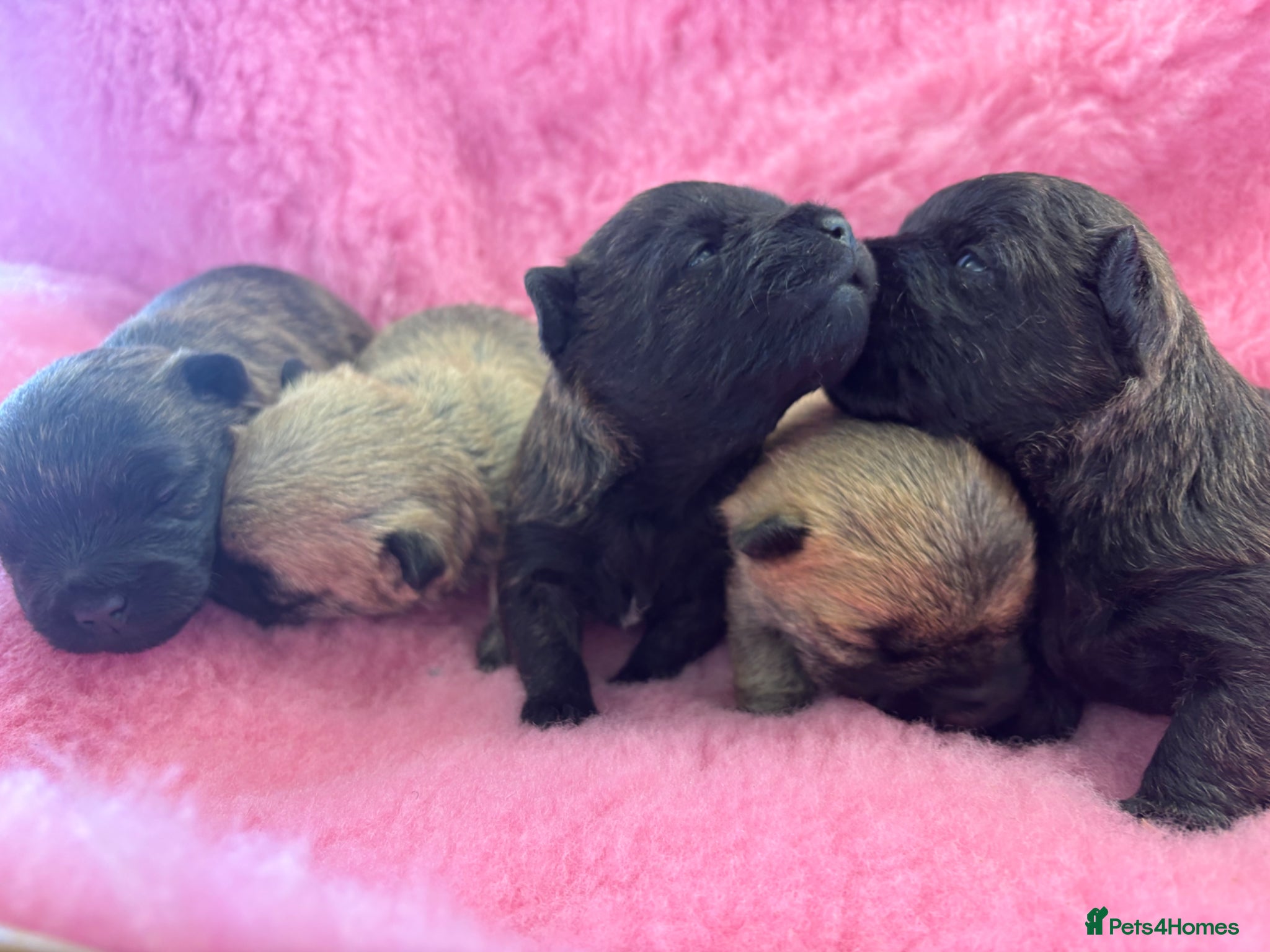 Cairn Terrier dogs KC Registered Cairn Terrier Pups - Advert 1