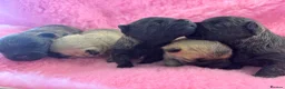 Cairn Terrier dogs for sale: KC Registered Cairn Terrier Pups - Advert 5
