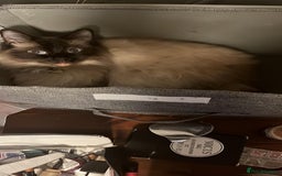 Ragdoll cats for sale: Ragdoll Kittens - Image 5