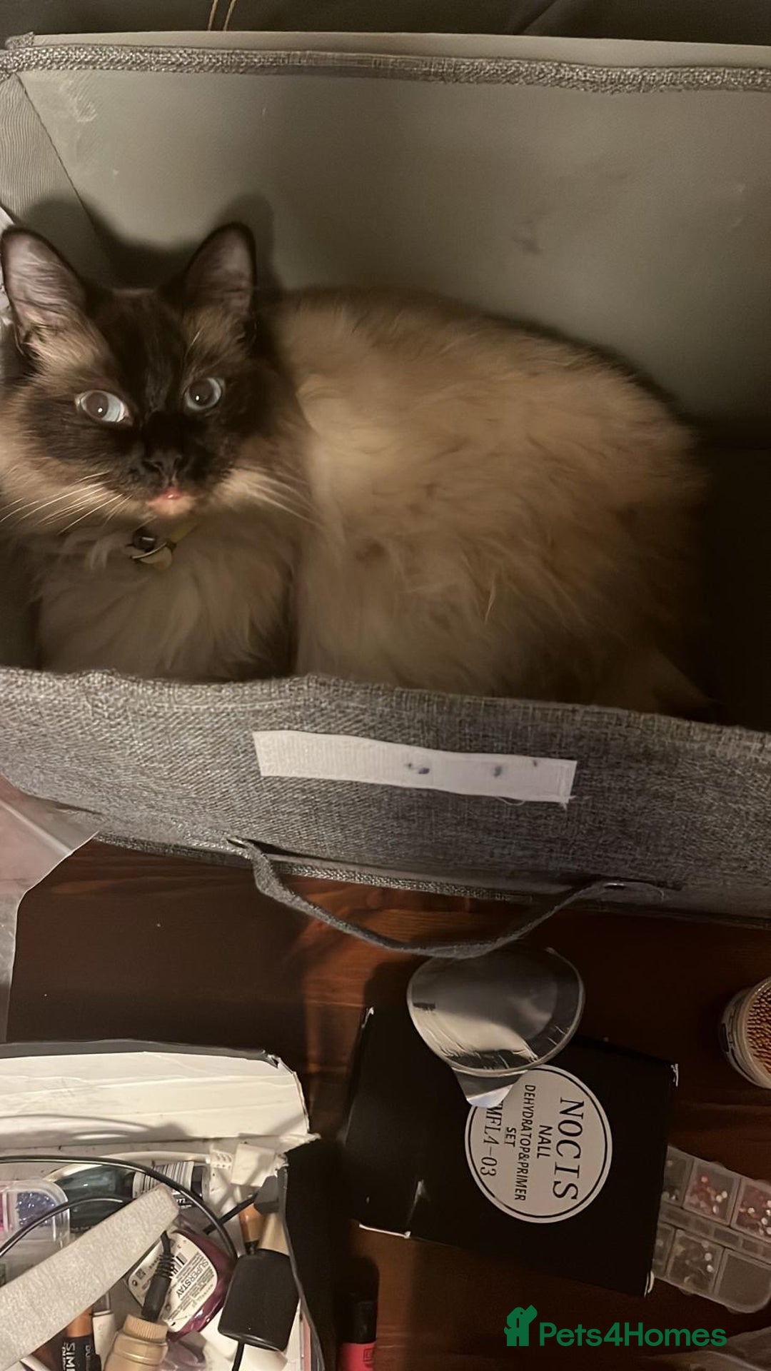 Ragdoll cats for sale: Ragdoll Kittens - Image 5