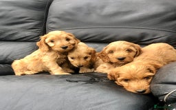 Cockapoo dogs for sale: F1 Cockapoo puppies  - Image 1