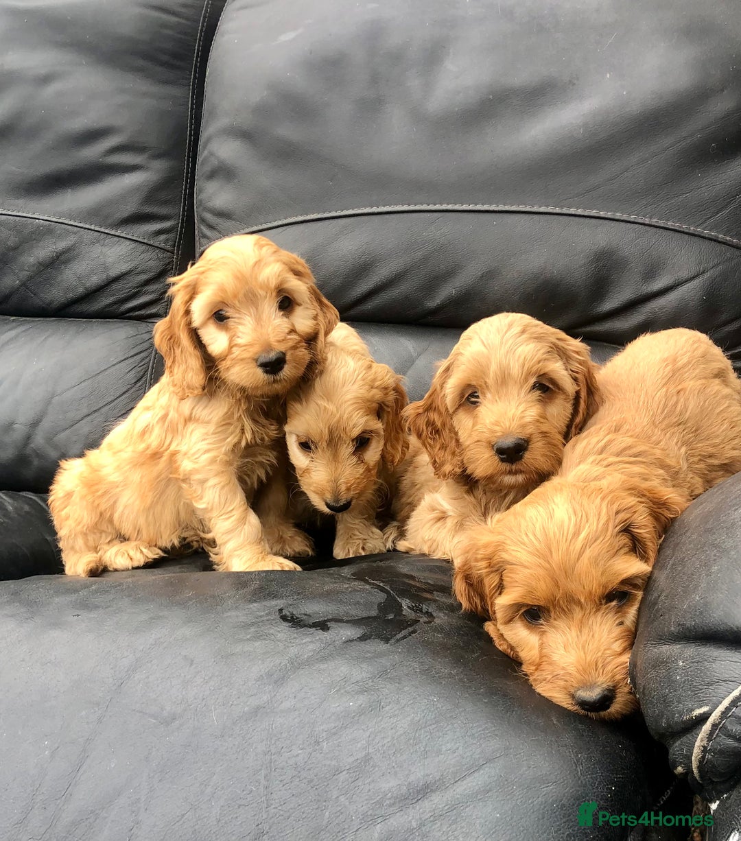 Cockapoo dogs for sale: F1 Cockapoo puppies  - Image 1