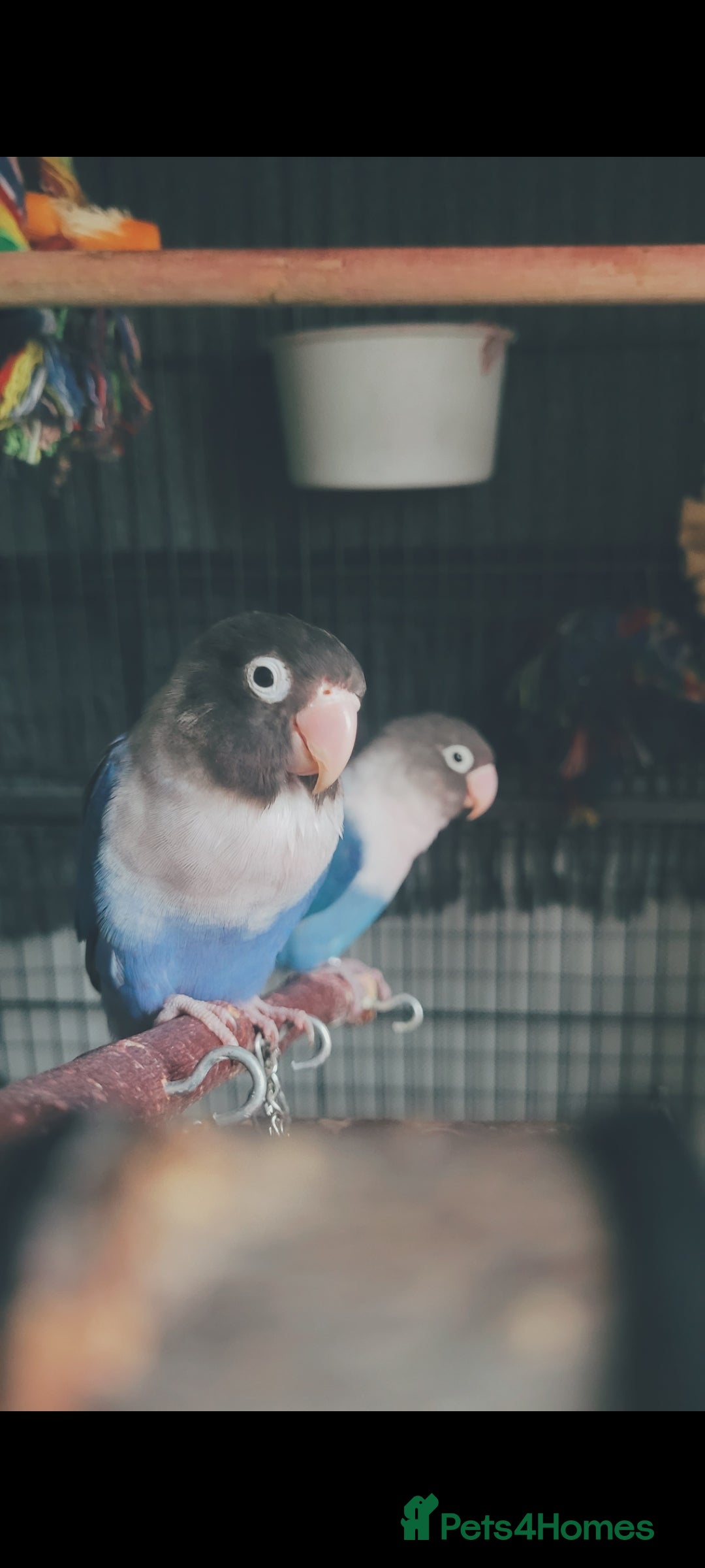 Lovebirds birds for sale: For adoption lovebird with big cage - Image 1