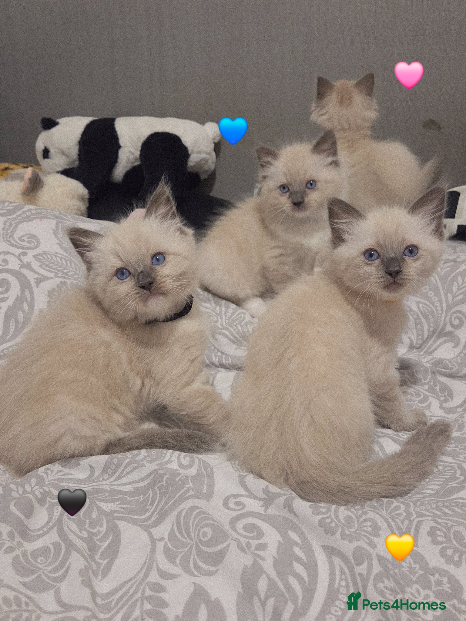 Ragdoll cats Ragdoll Kittens Ready ! - Advert 17