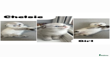 Scottish Fold cats - Advert 10