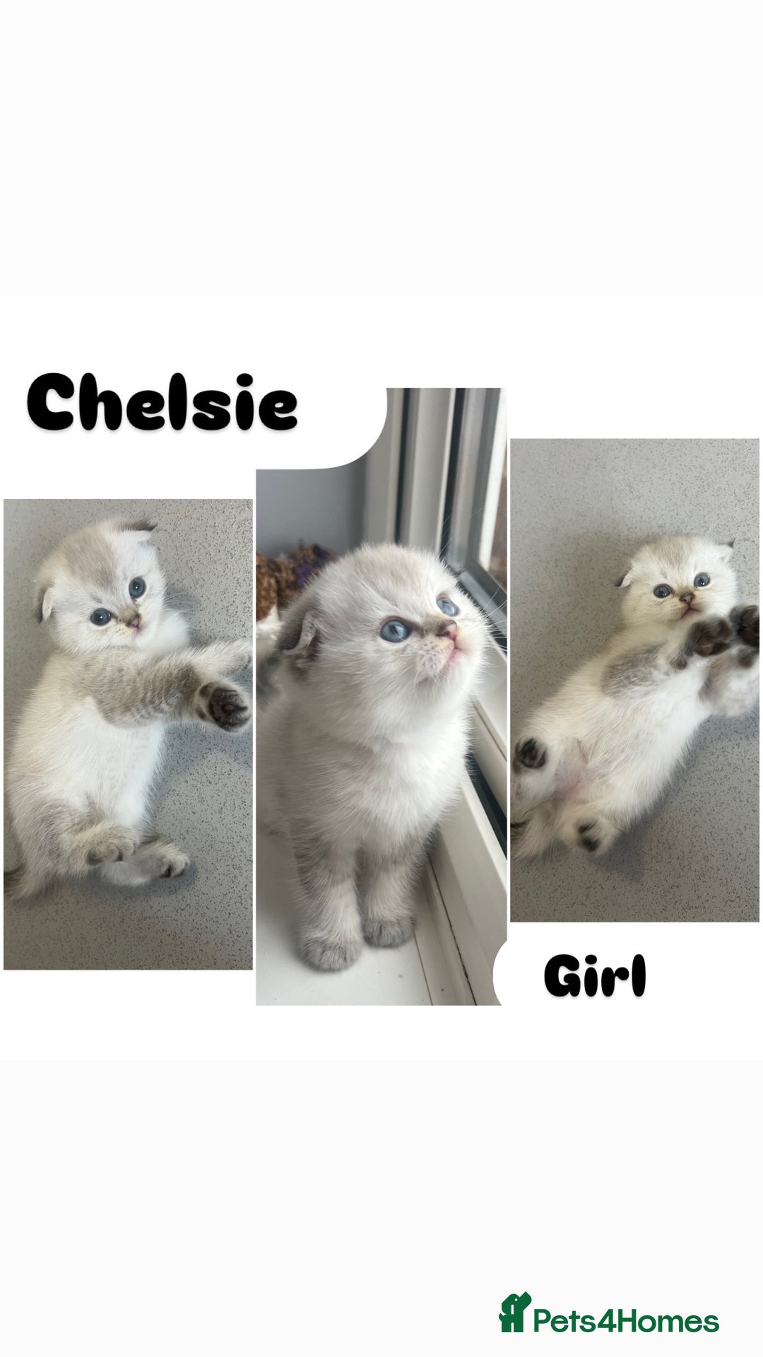 Scottish Fold cats for sale: Pedigree Scottish Fold & Straight kittens  - Image 3