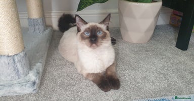 Ragdoll cats - Advert 3