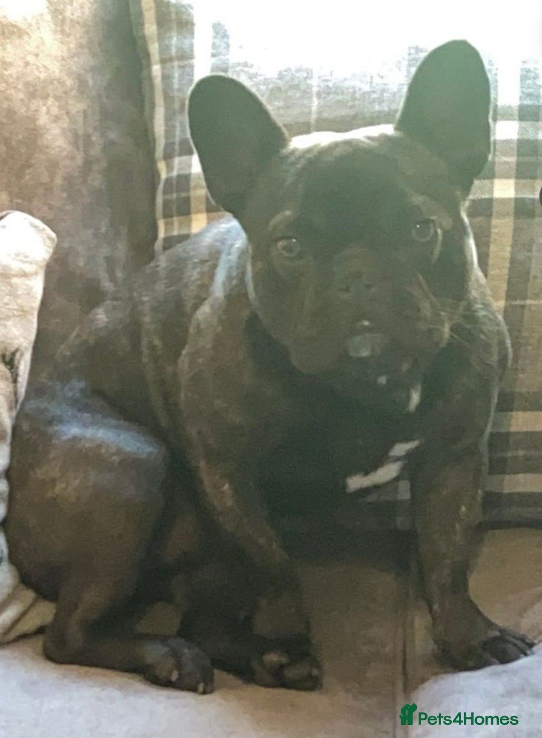 French Bulldog dogs for stud: 3-Year-Old French Bulldog Available for Stud  - Advert 4