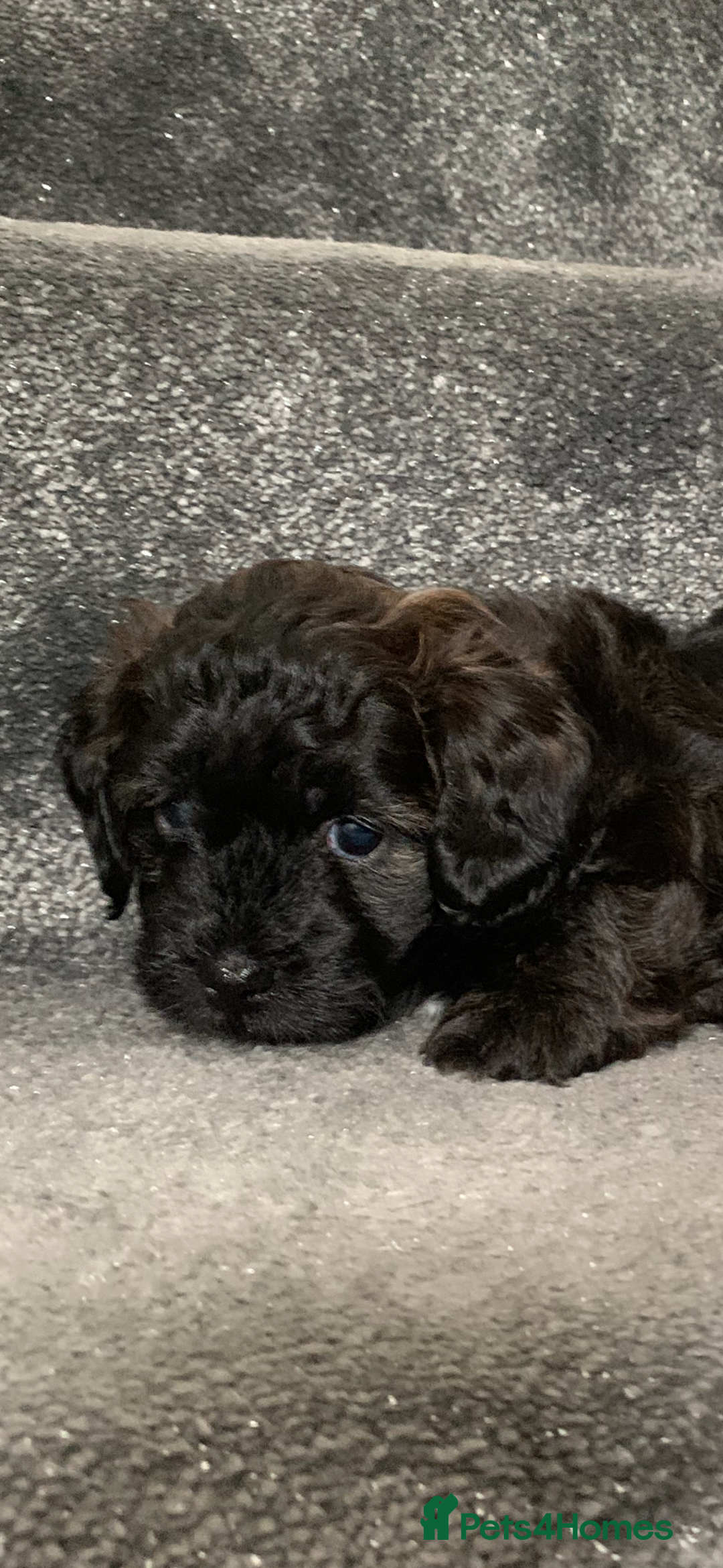 Shihpoo dogs for sale: Health tested shihpoo x toy poodle pups  - Image 4