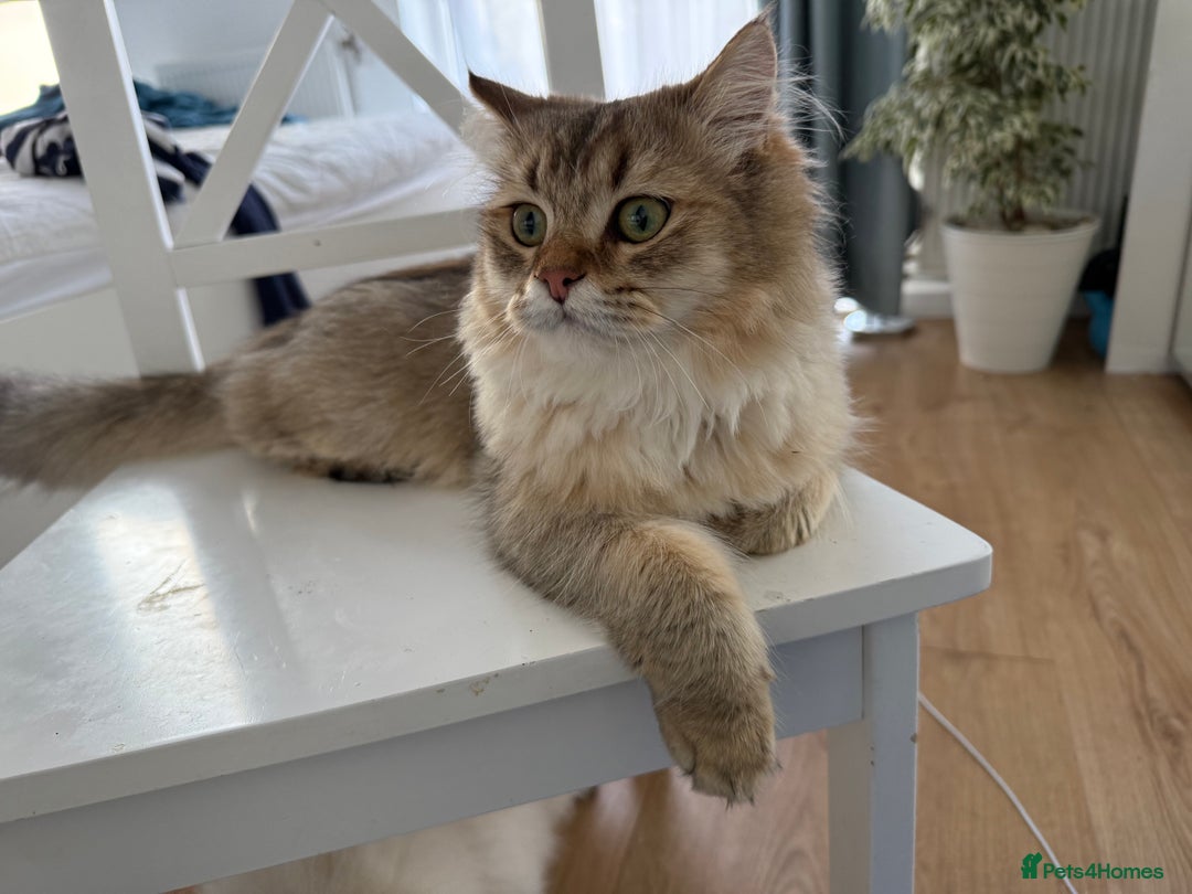 British Longhair cats for sale: British Longair and Shorthair Kittens for sale - Image 17