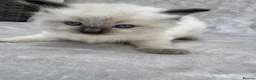 Ragdoll cats for sale: 🏆gccf(GRCH mum)male ragdoll kitten  🥇🐾 - Advert 28