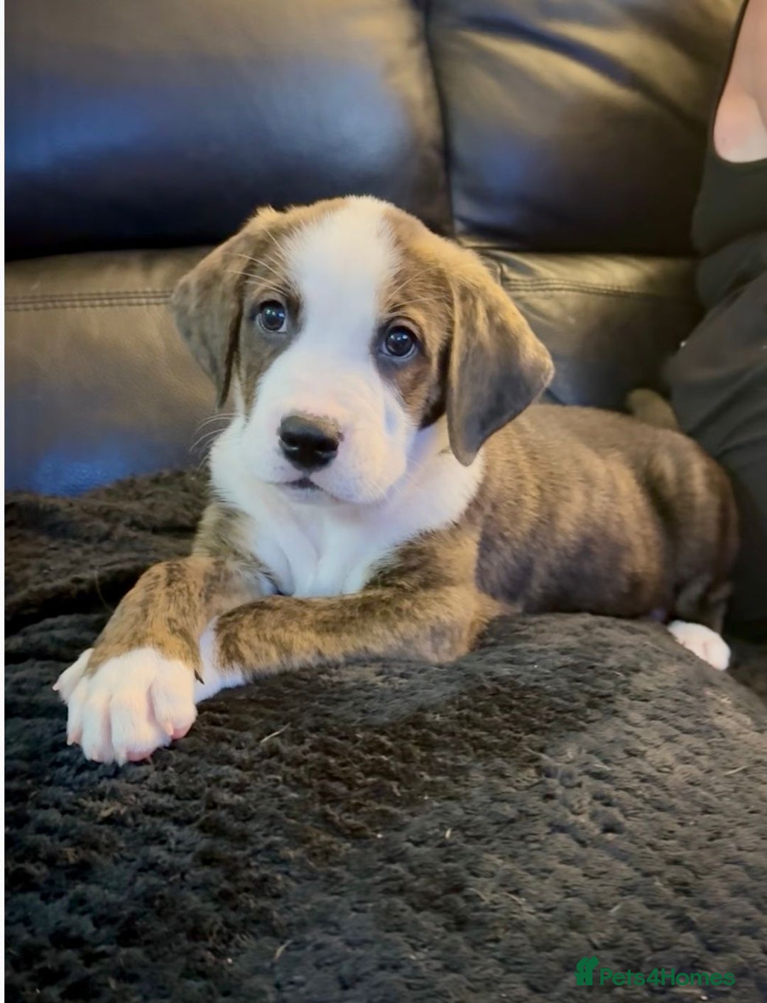 Mixed Breed dogs for sale: American Bulldog X Bernese mountain Dogs  - Image 4