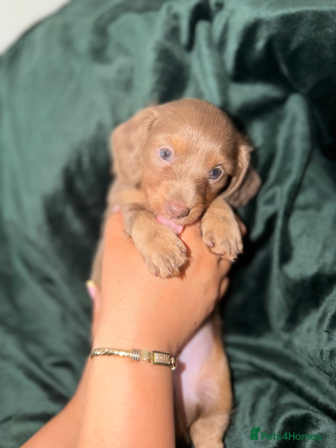 Miniature Dachshund dogs for sale: Fluffy Miniature Dachshund - Advert 16