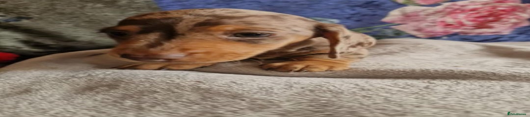 Miniature Dachshund Puppy 1